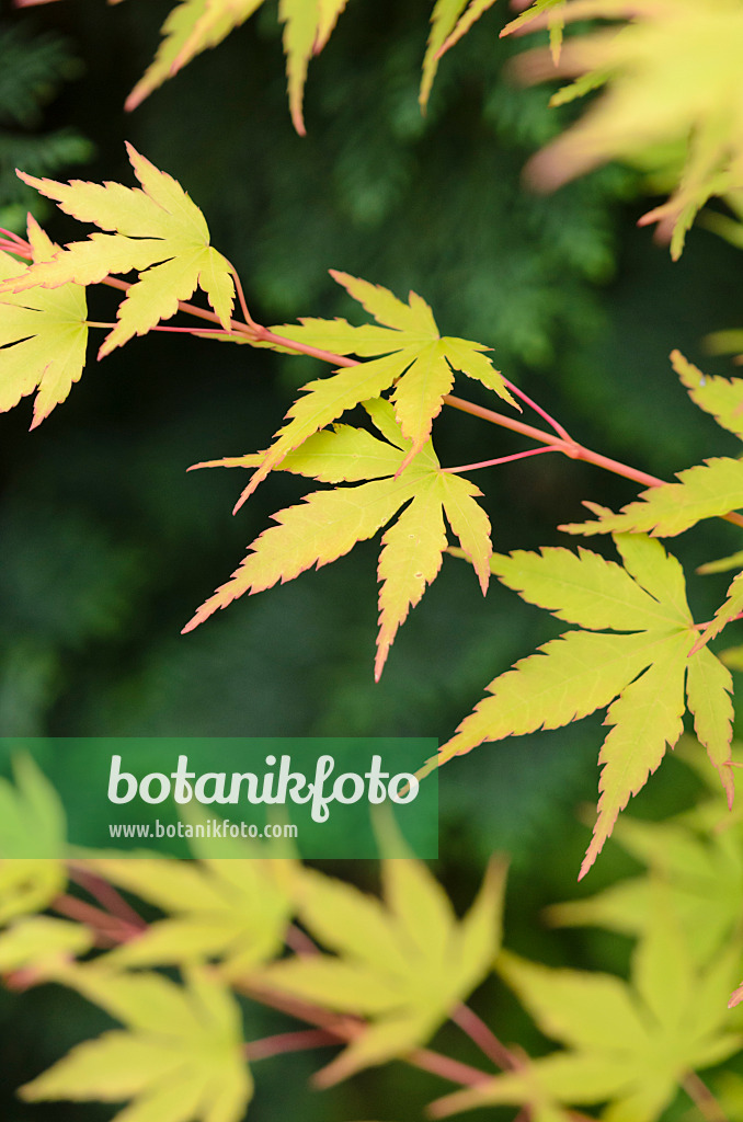 521210 - Japanese maple (Acer palmatum 'Sangokaku')