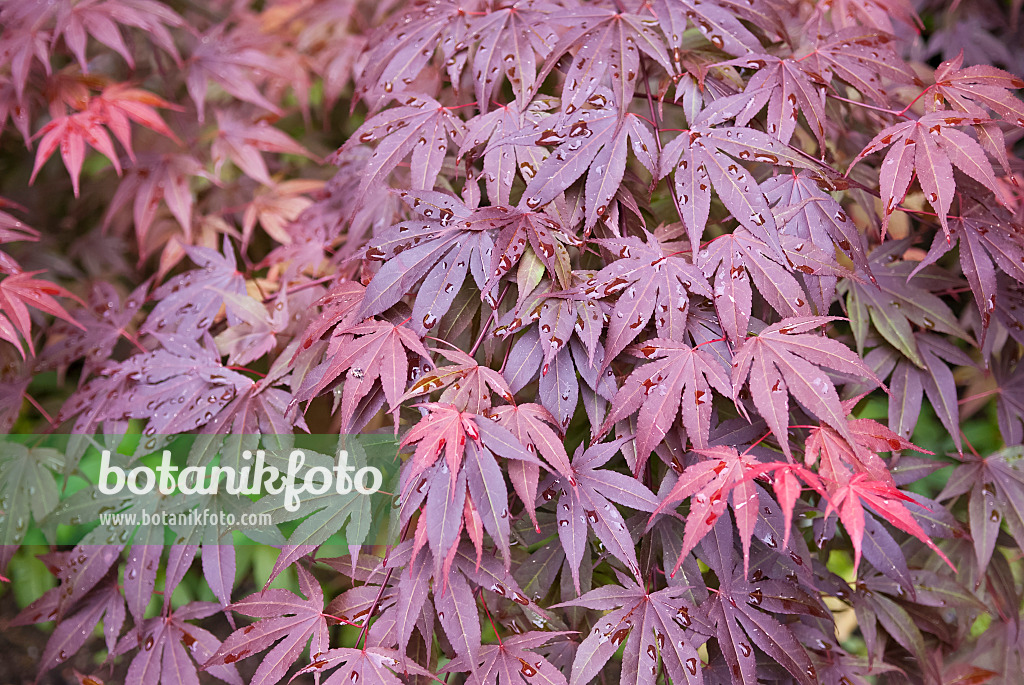 490024 - Japanese maple (Acer palmatum 'Shaina')