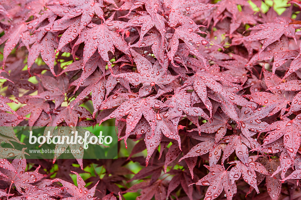 593013 - Japanese maple (Acer palmatum 'Shojo')