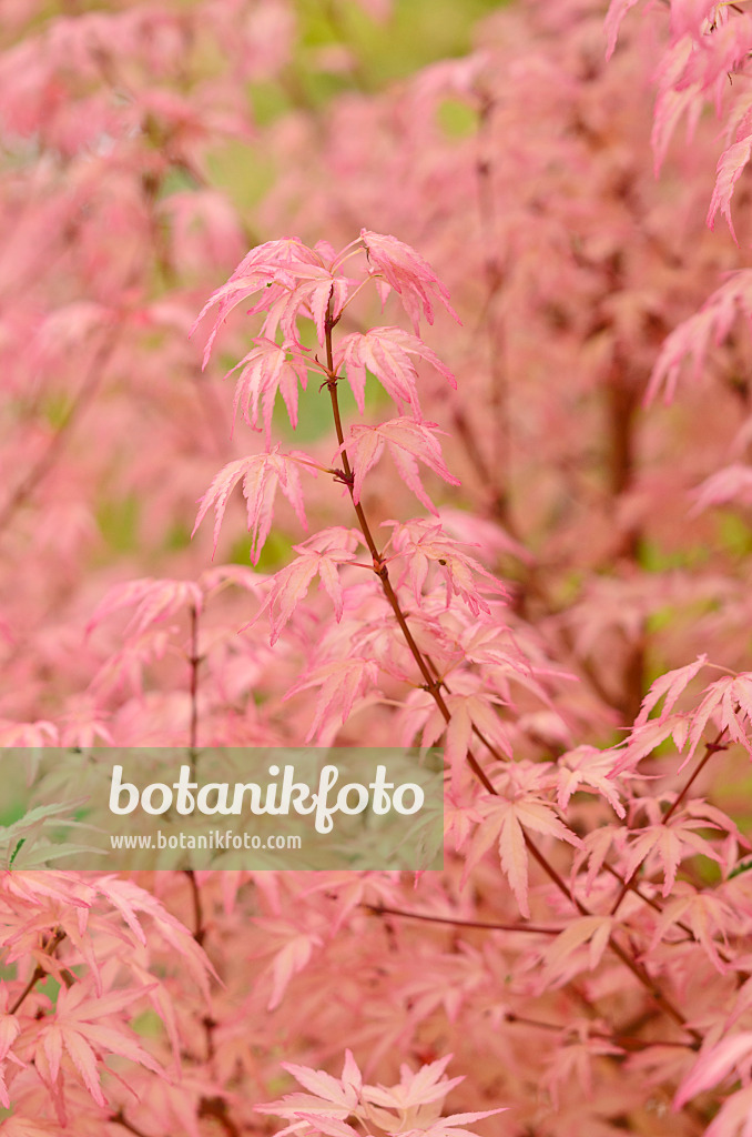 545160 - Japanese maple (Acer palmatum 'Taylor')