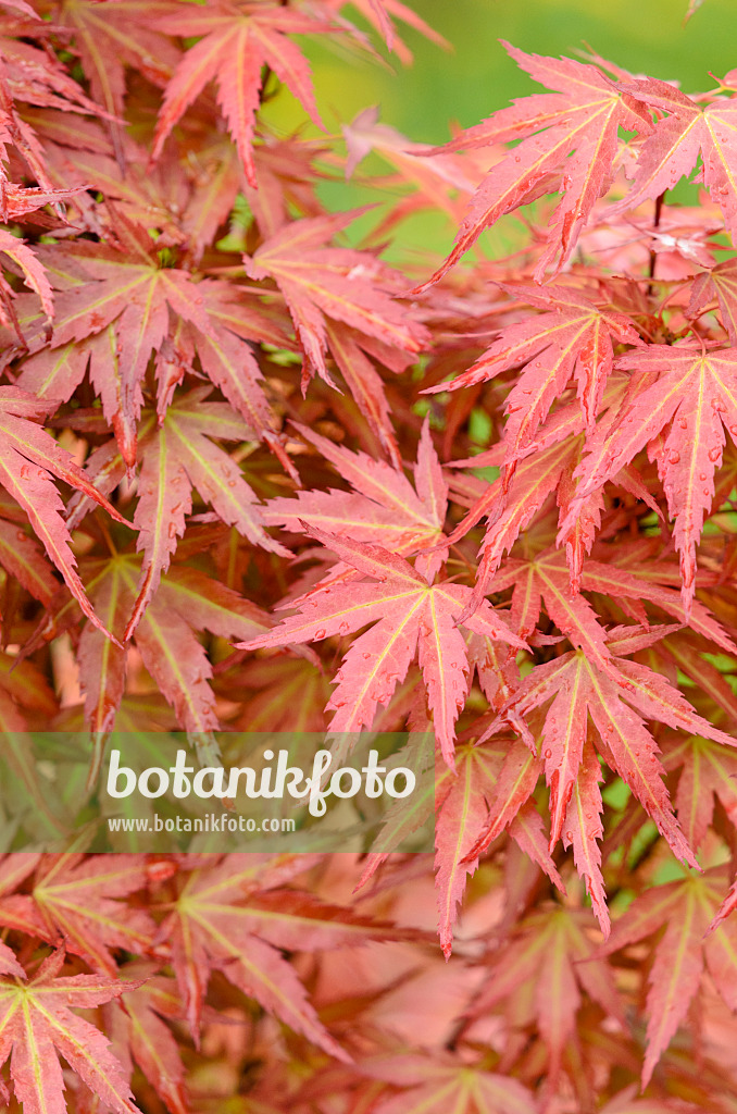 520380 - Japanese maple (Acer palmatum 'Wilson's Pink Dwarf')