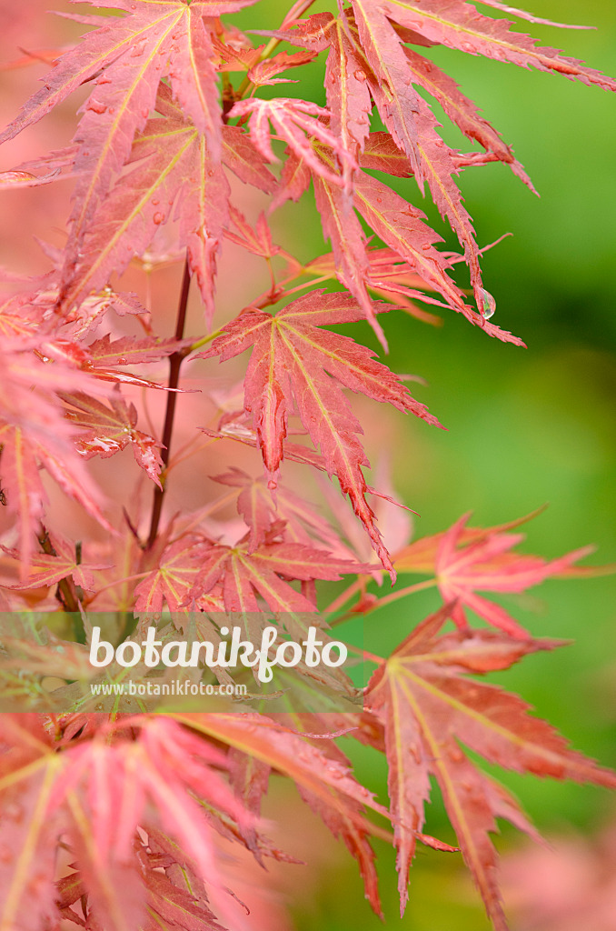 520381 - Japanese maple (Acer palmatum 'Wilson's Pink Dwarf')