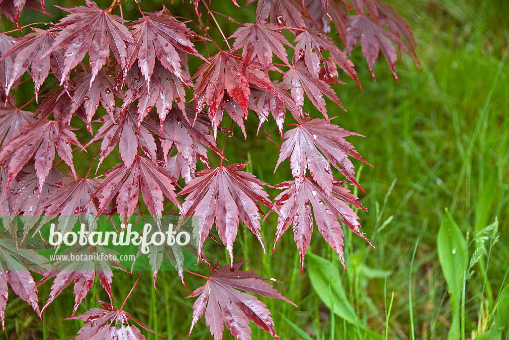 502093 - Japanese maple (Acer palmatum 'Yasemin')