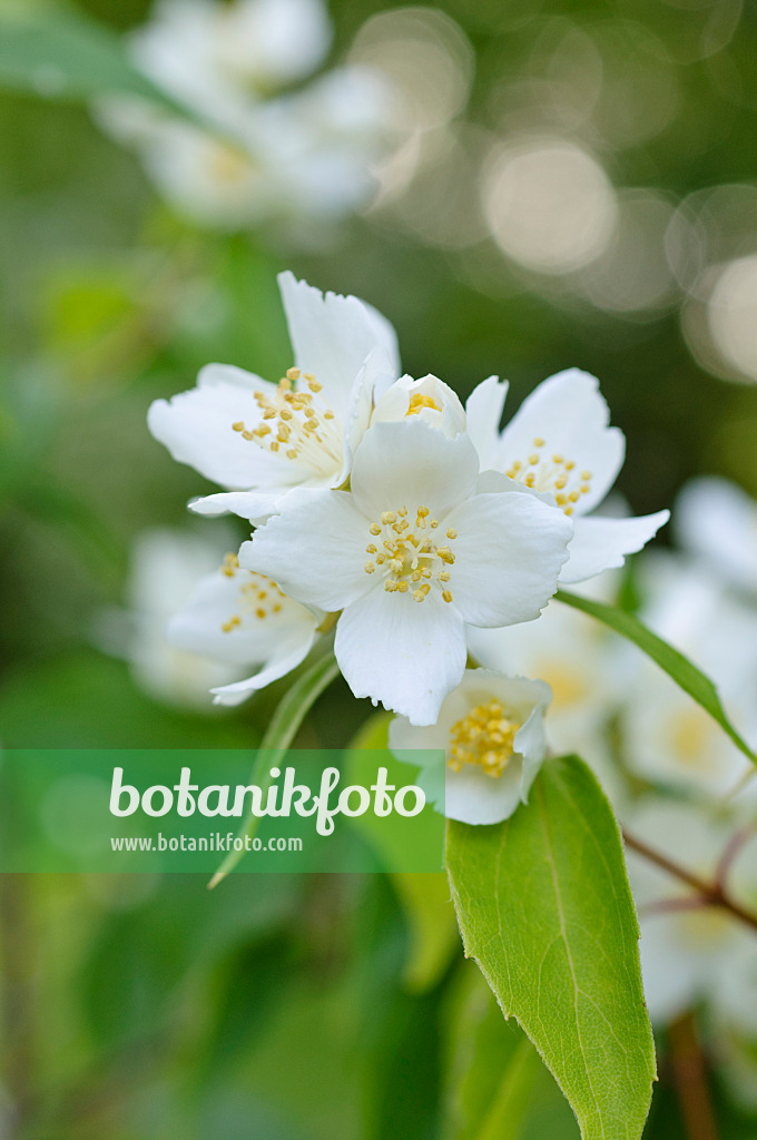 473056 - Japanese mock orange (Philadelphus satsumanus)