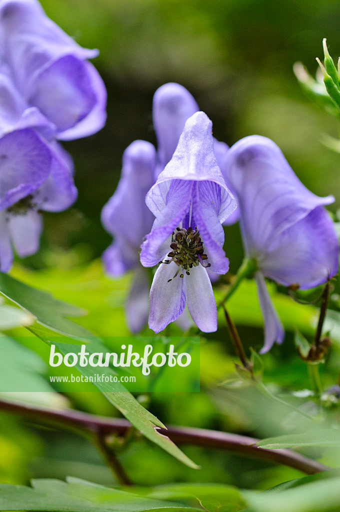 476250 - Japanese monkshood (Aconitum japonicum)