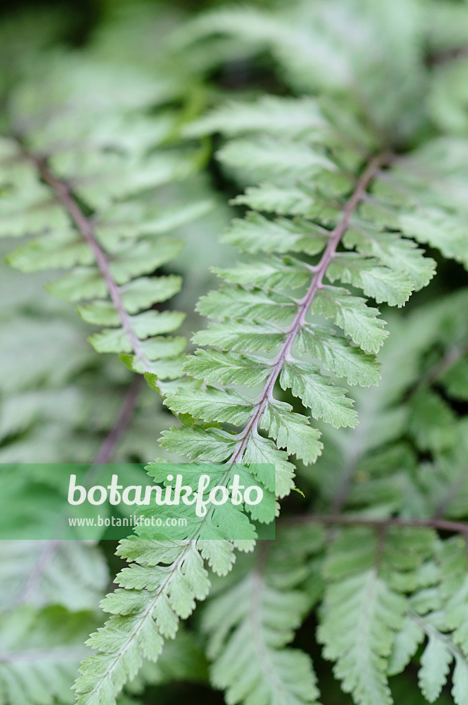 471337 - Japanese painted fern (Athyrium niponicum 'Metallicum')