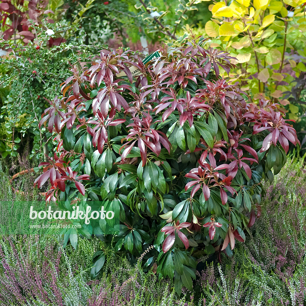 490109 - Japanese pieris (Pieris japonica 'Katsura')