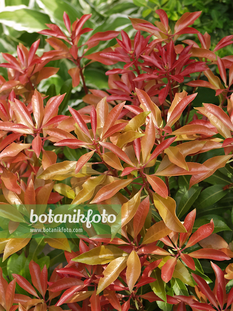 454044 - Japanese pieris (Pieris japonica 'Mountain Fire')