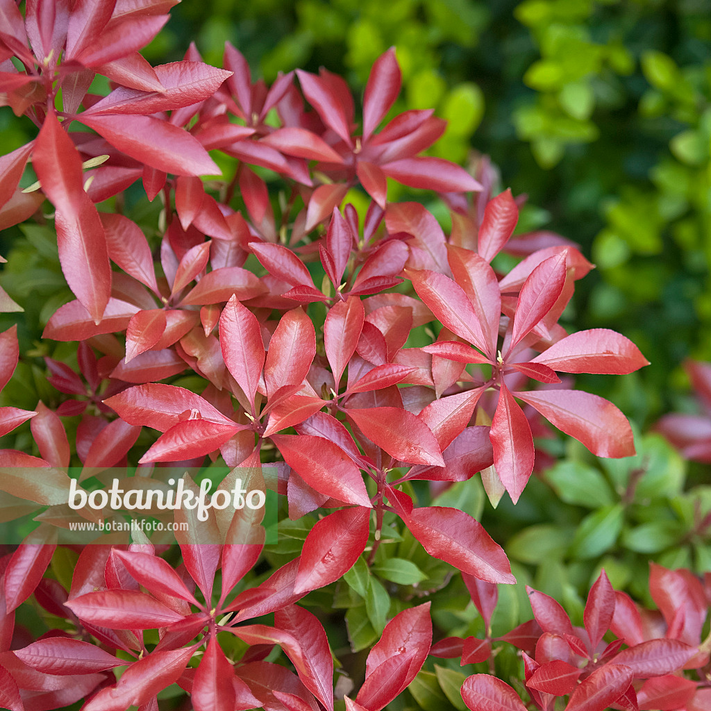 490110 - Japanese pieris (Pieris japonica 'Mountain Fire')