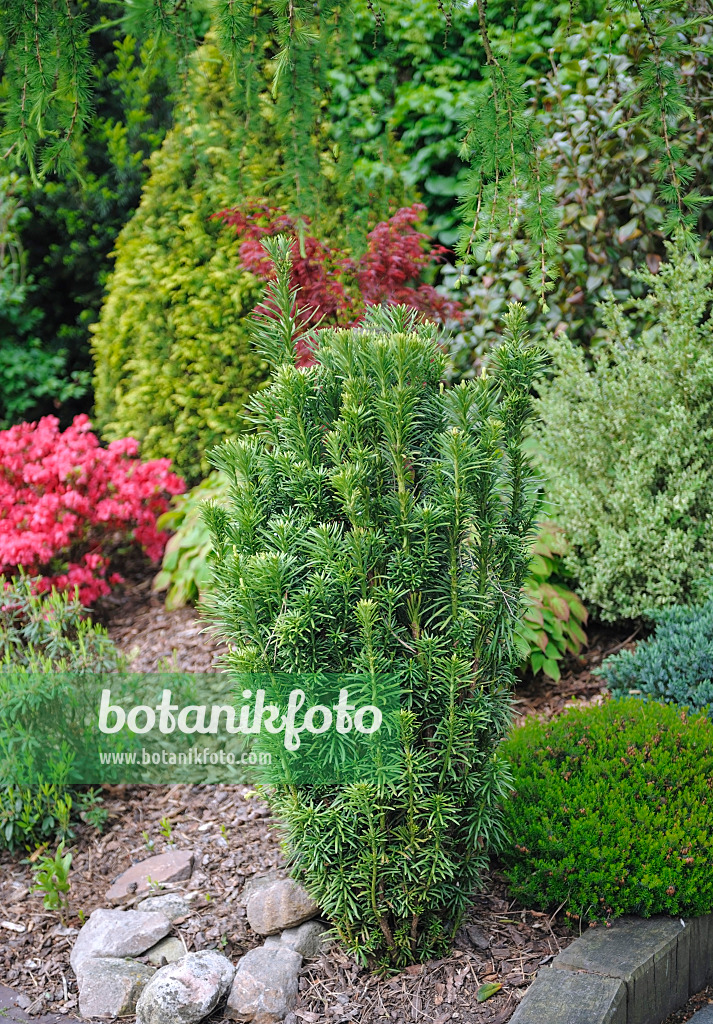 526090 - Japanese plum yew (Cephalotaxus harringtonia 'Fastigiata')