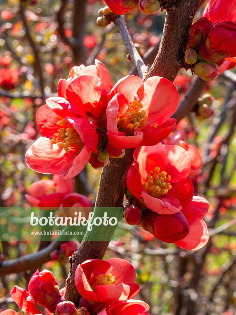 412014 - Japanese quince (Chaenomeles japonica)