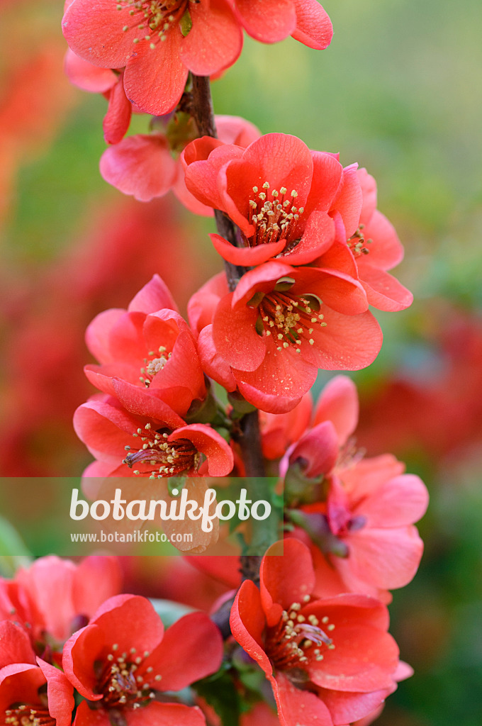 471172 - Japanese quince (Chaenomeles japonica)