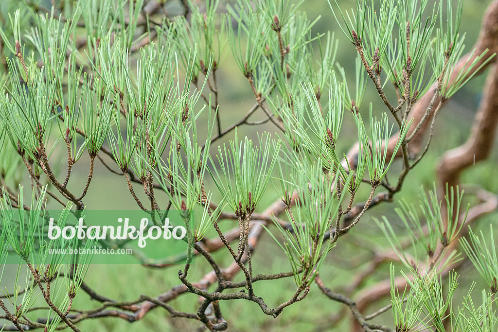 547220 - Japanese red pine (Pinus densiflora)