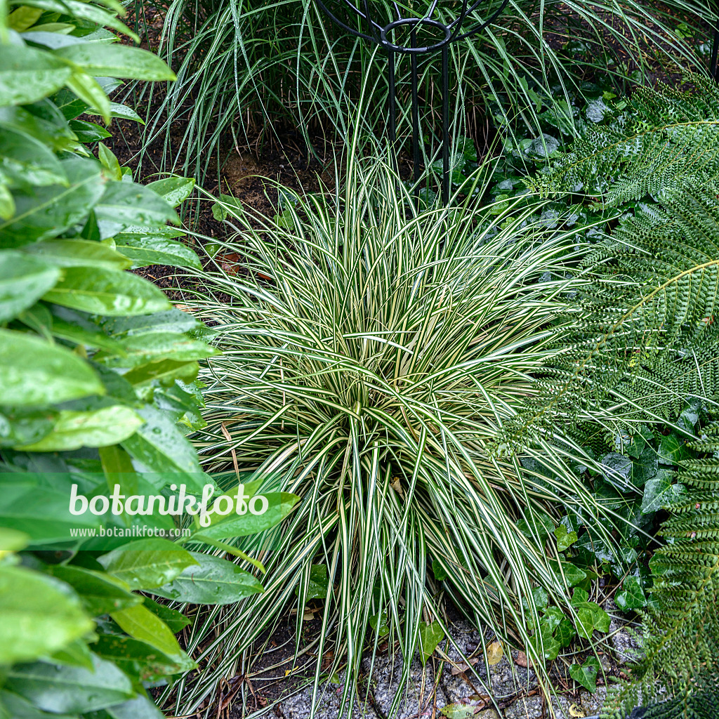 575040 - Japanese sedge (Carex oshimensis 'Evergold' syn. Carex hachijoensis 'Evergold')