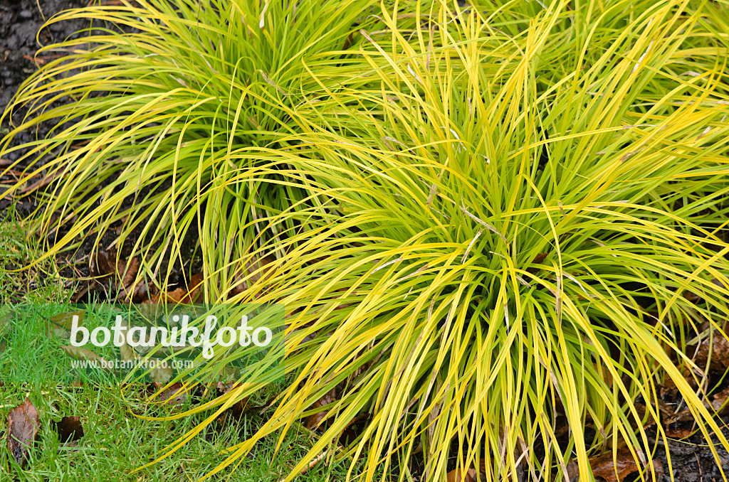 553035 - Japanese sedge (Carex oshimensis 'Everillo' syn. Carex hachijoensis 'Everillo')