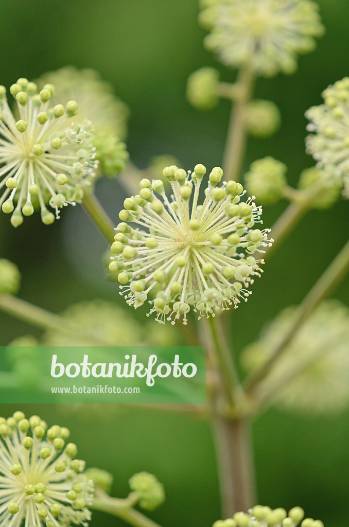 547395 - Japanese spikenard (Aralia cordata)