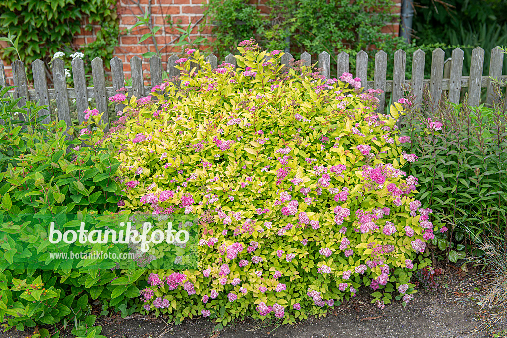 616347 - Japanese spiraea (Spiraea japonica 'Golden Princess')