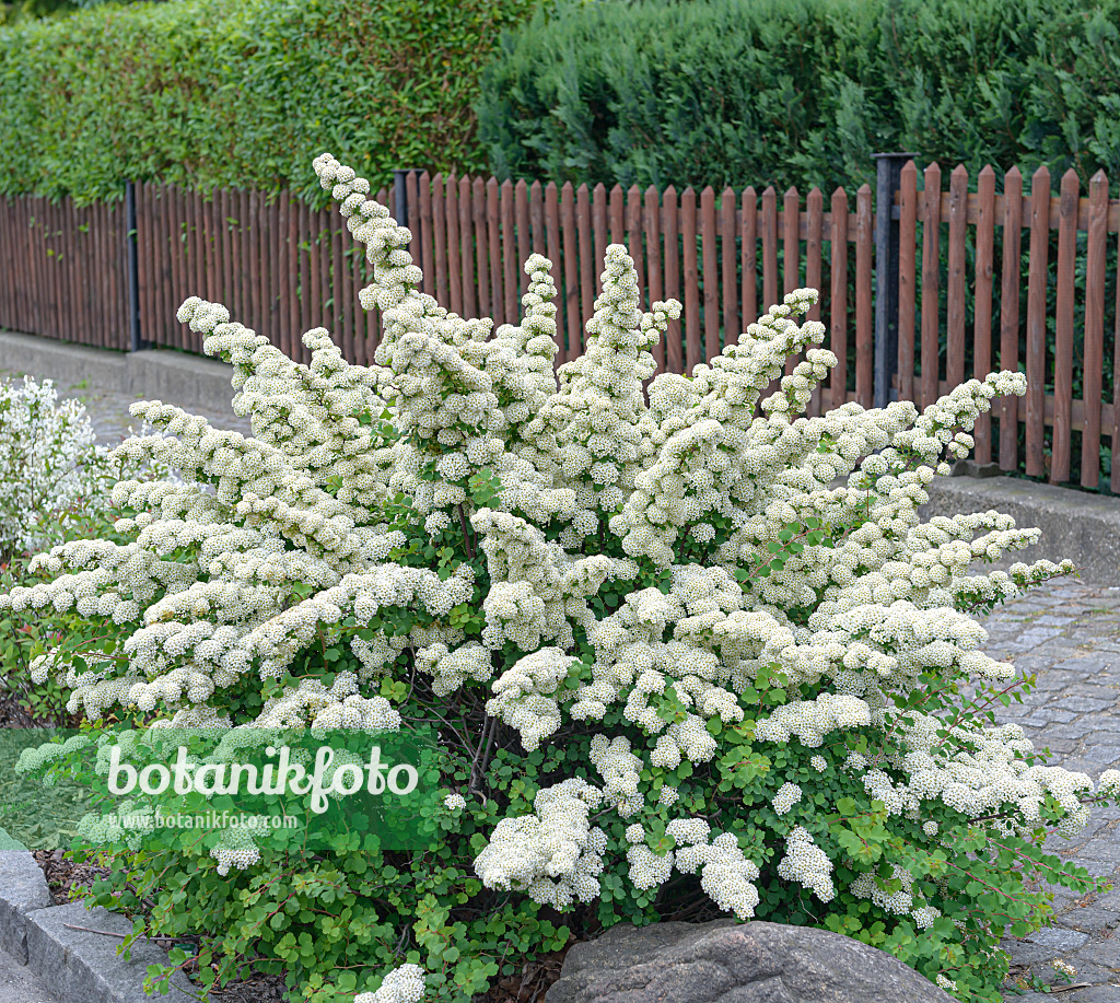 607212 - Japanese spiraea (Spiraea nipponica 'Snowmound')