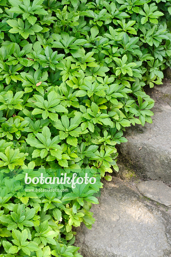 486222 - Japanese spurge (Pachysandra terminalis)