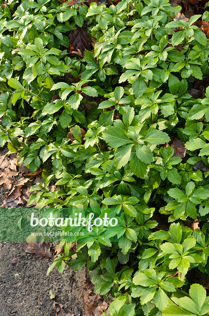 504094 - Japanese spurge (Pachysandra terminalis)