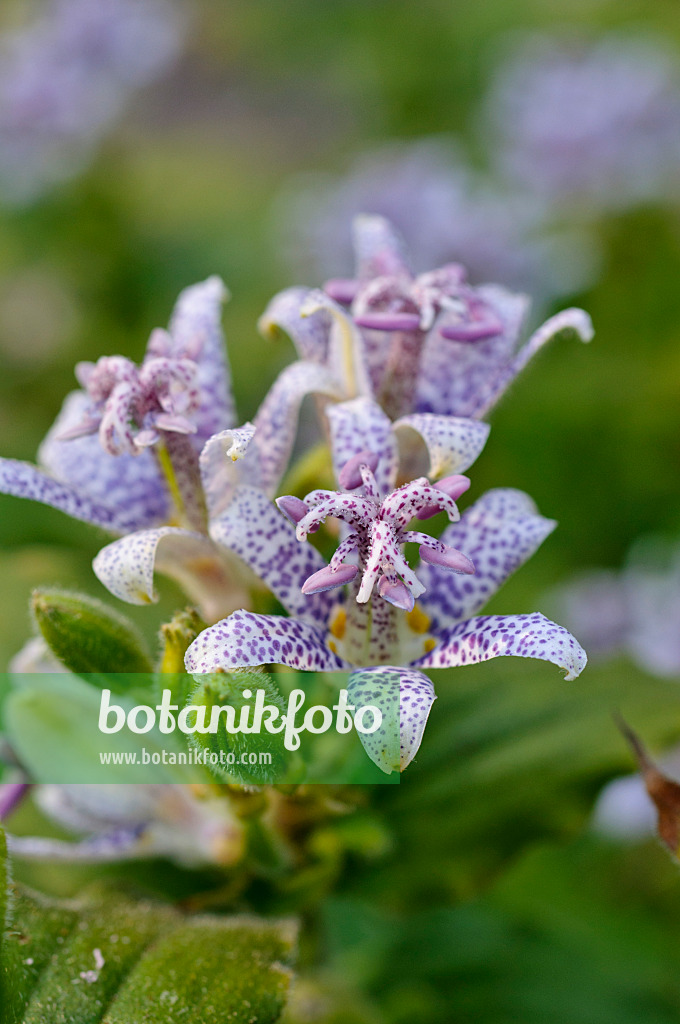 476153 - Japanese toad lily (Tricyrtis hirta)