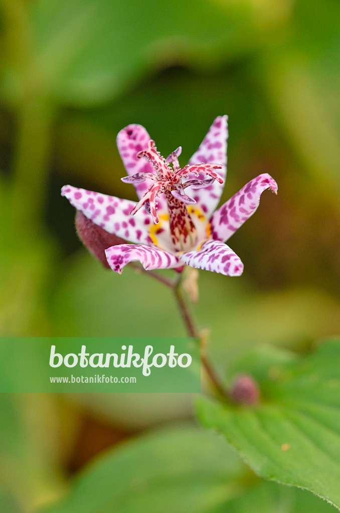 525303 - Japanese toad lily (Tricyrtis hirta var. masamunei)