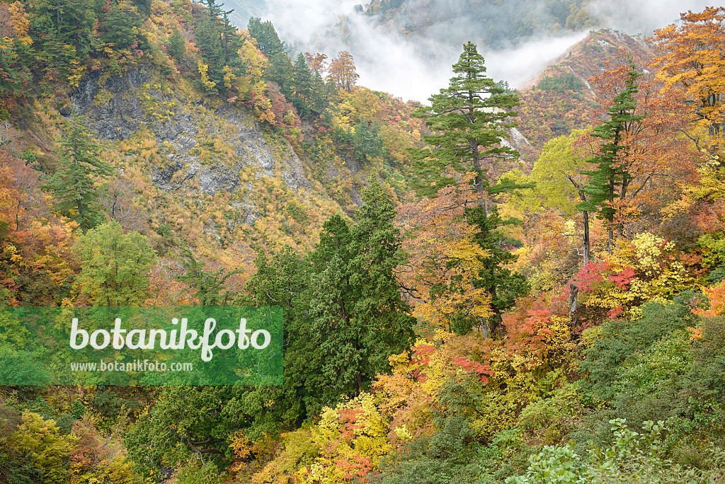 547224 - Japanese white pines (Pinus parviflora) and maples (Acer) 547224 - Japanese white pines (Pinus parviflora) and maples (Acer)