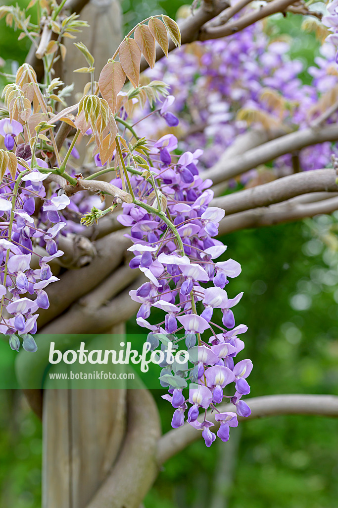 607223 - Japanese wisteria (Wisteria brachybotrys 'Okayama')