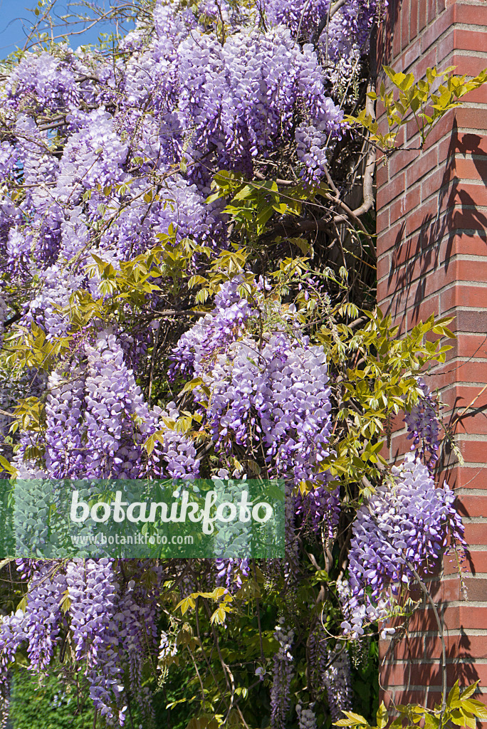 532002 - Japanese wisteria (Wisteria floribunda)