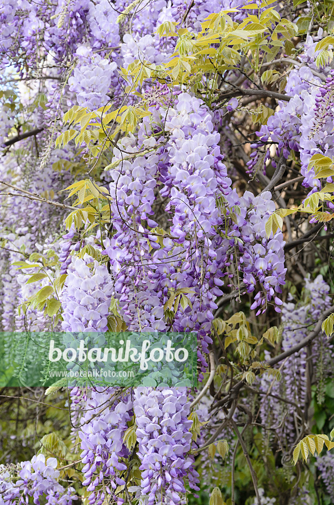 532042 - Japanese wisteria (Wisteria floribunda)