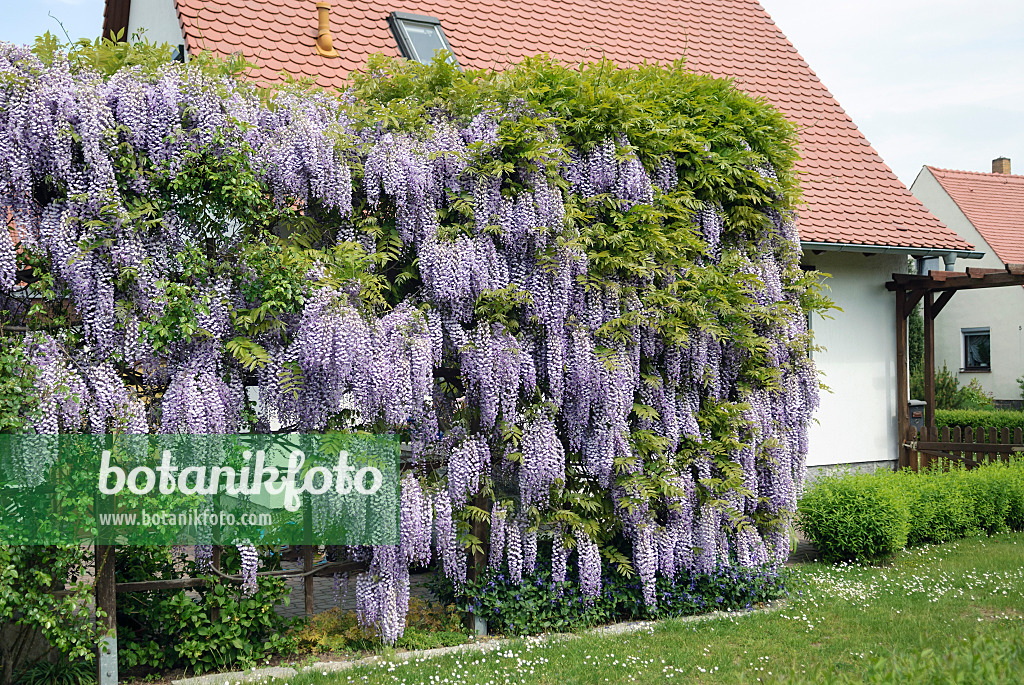 535439 - Japanese wisteria (Wisteria floribunda)