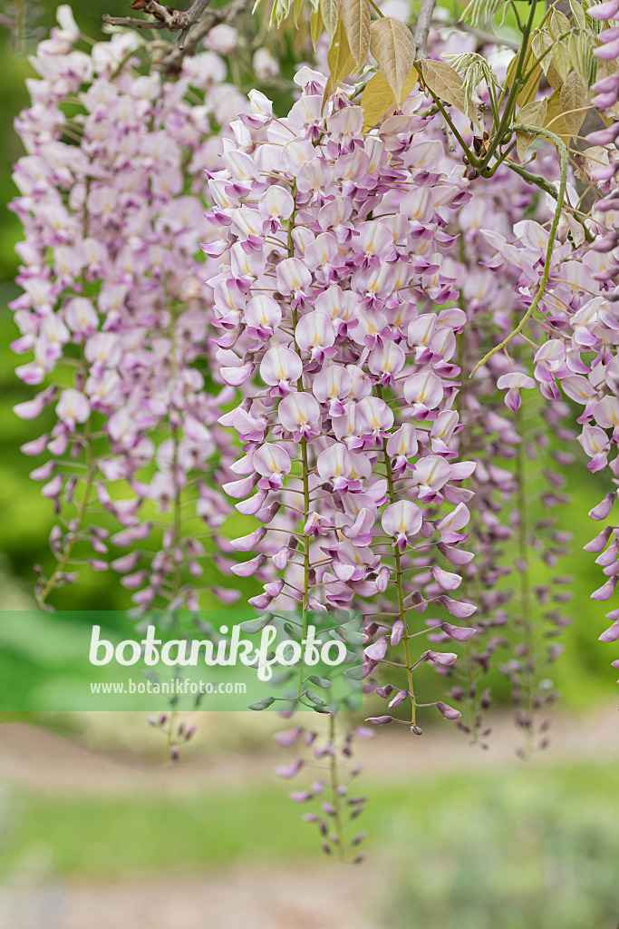 607231 - Japanese wisteria (Wisteria floribunda 'Honbeni')