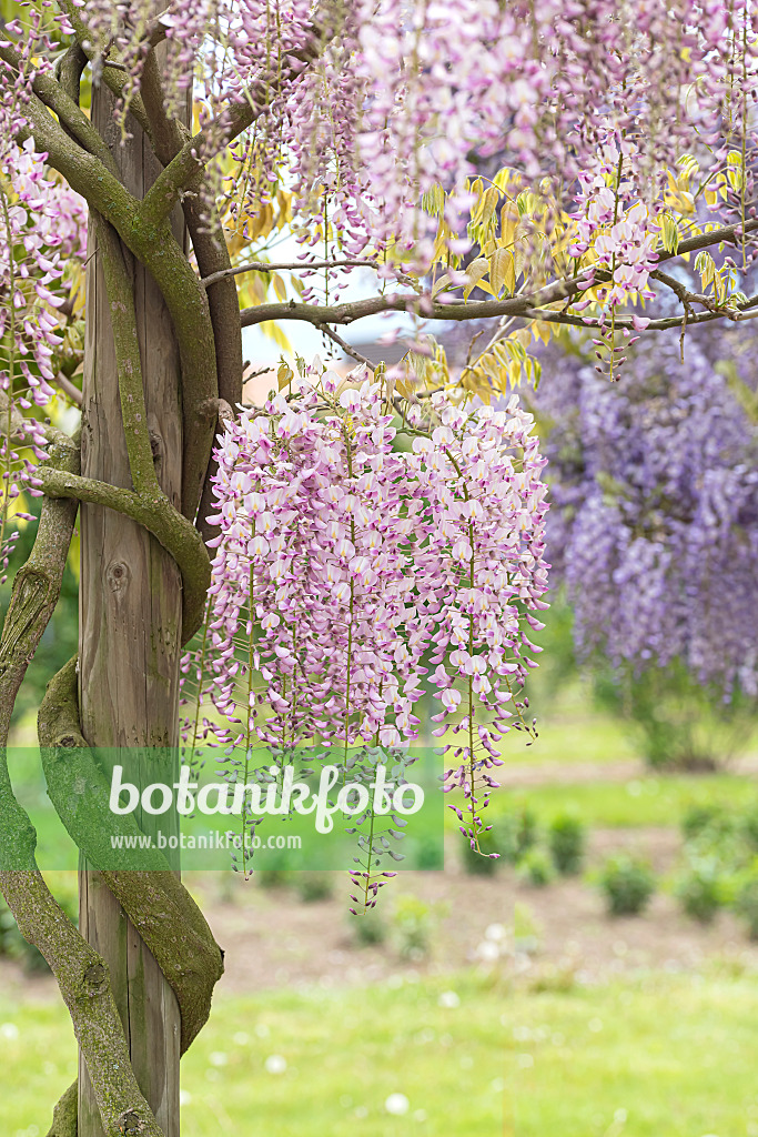 607232 - Japanese wisteria (Wisteria floribunda 'Honbeni')