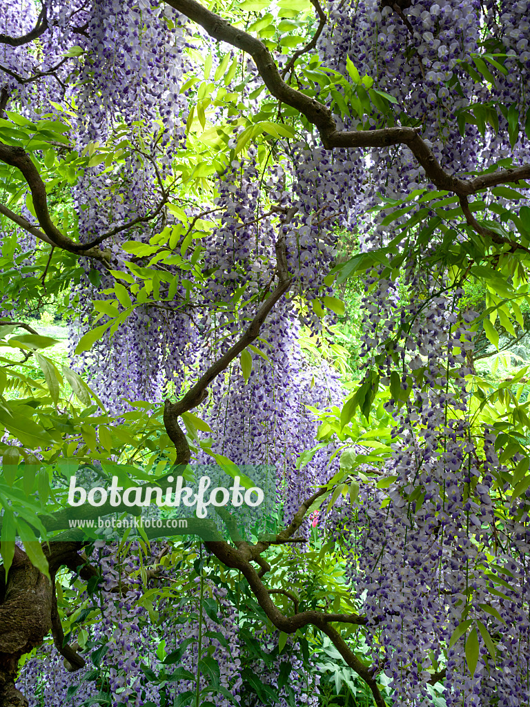 437380 - Japanese wisteria (Wisteria floribunda 'Longissima')