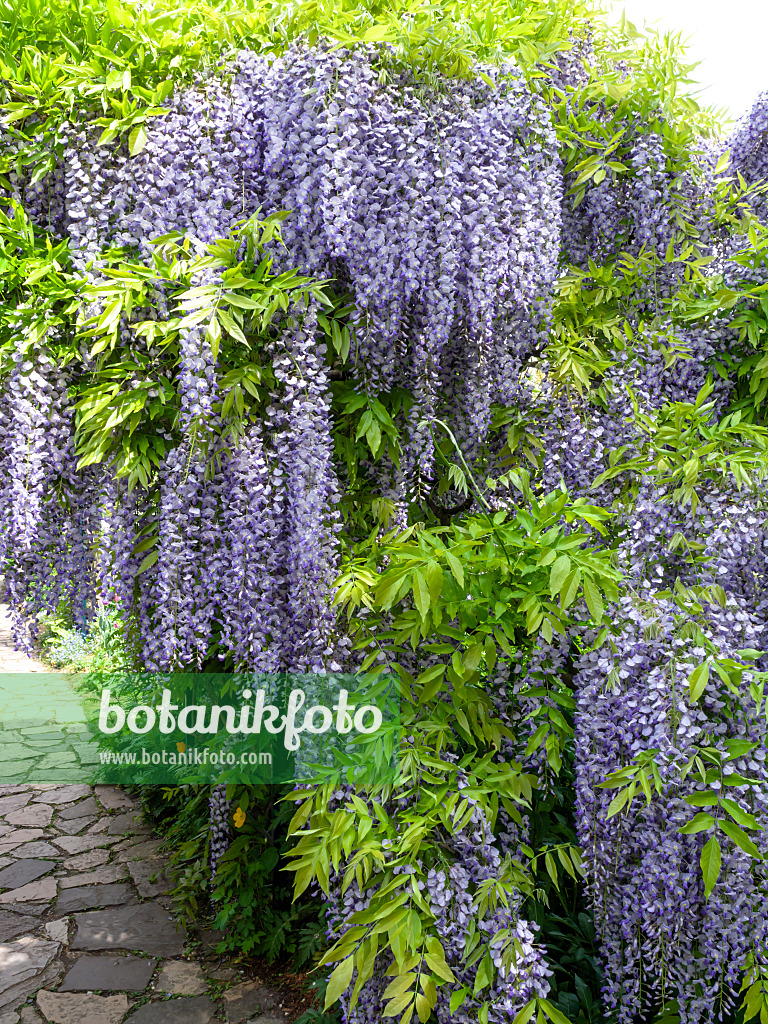 437382 - Japanese wisteria (Wisteria floribunda 'Longissima')