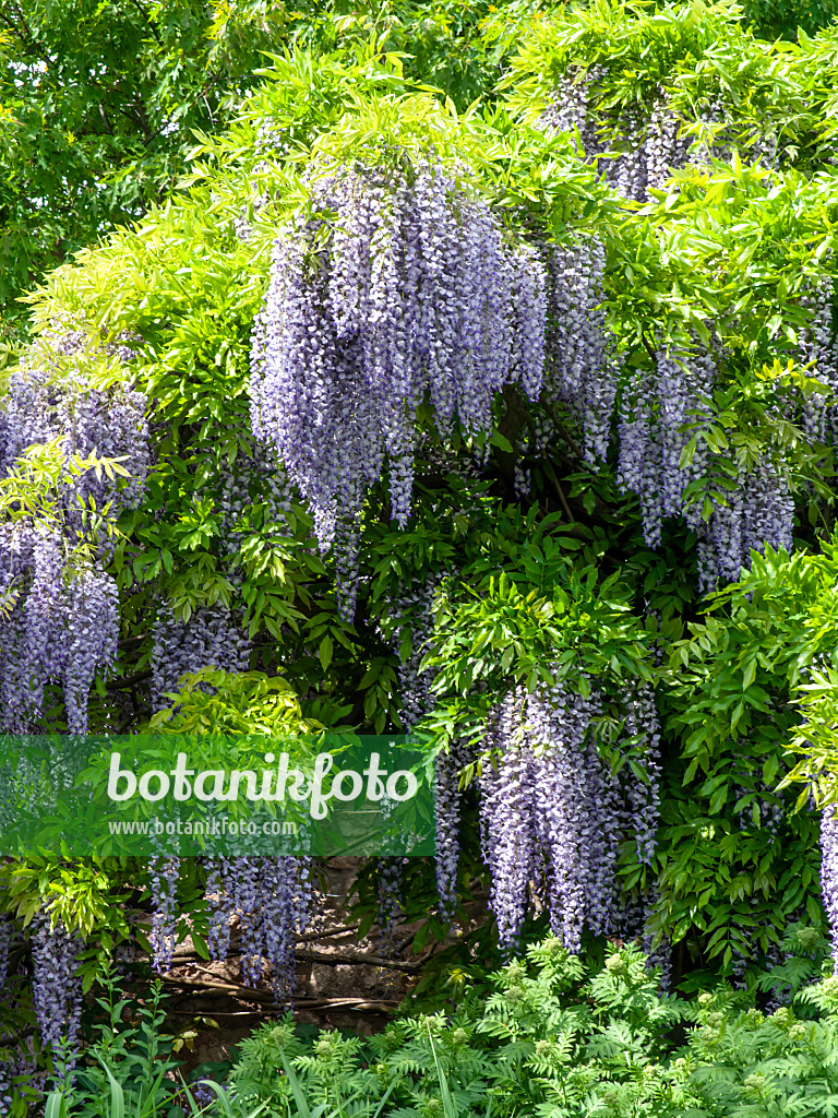 437383 - Japanese wisteria (Wisteria floribunda 'Longissima')