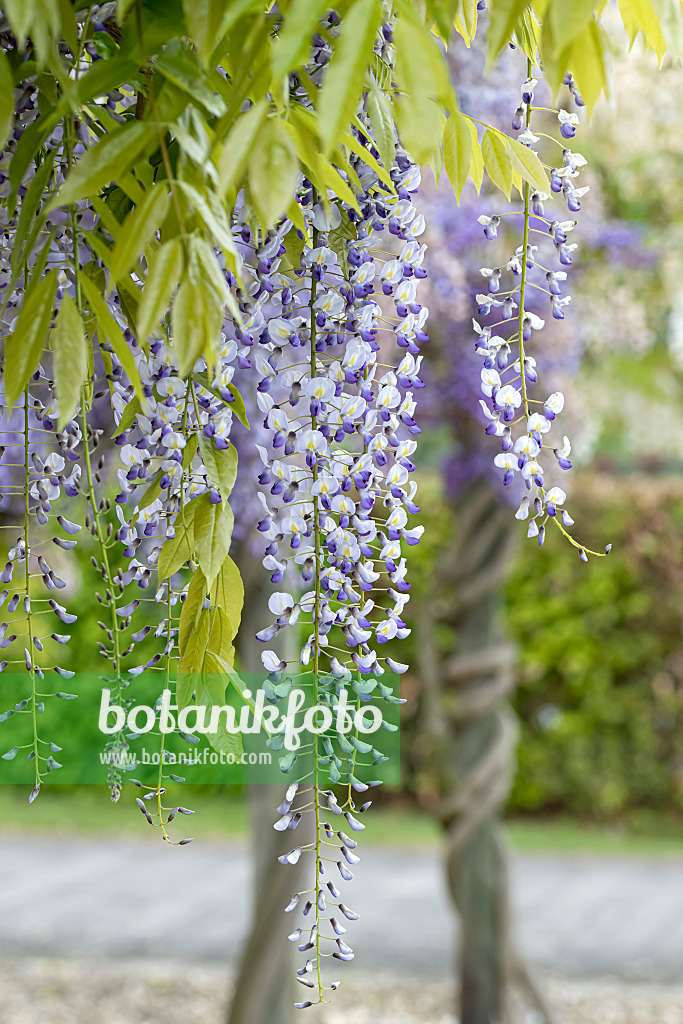 607236 - Japanese wisteria (Wisteria floribunda 'Multijuga')