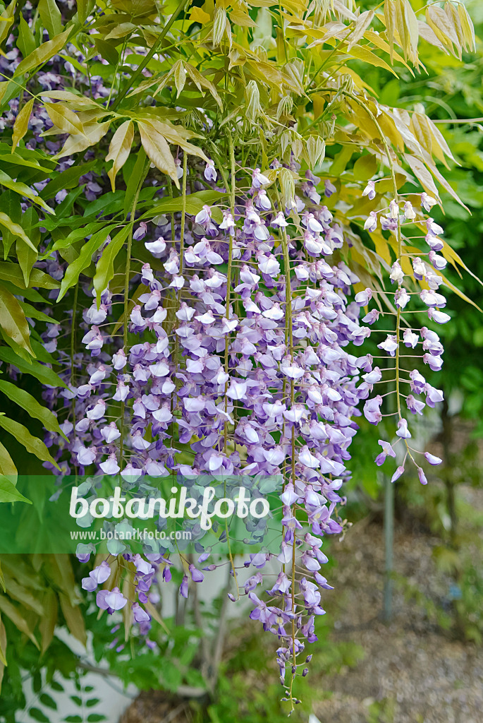 490188 - Japanese wisteria (Wisteria floribunda 'Murasaki Noda')