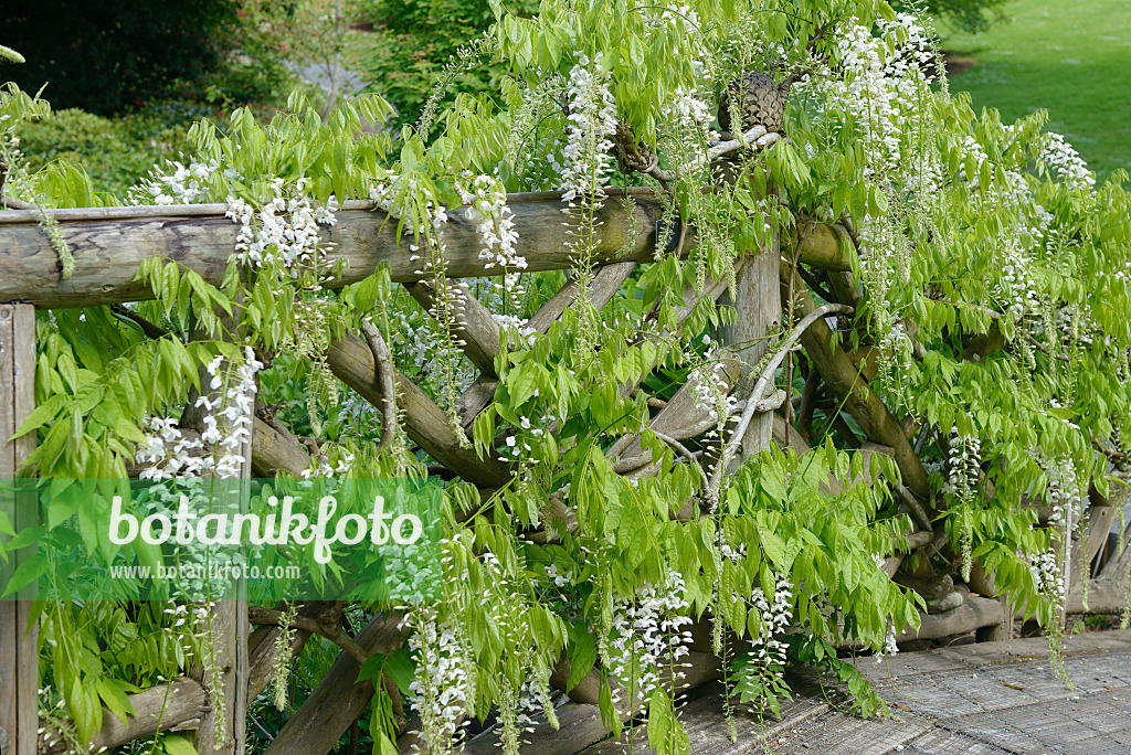 535437 - Japanese wisteria (Wisteria floribunda 'Shiro Noda')