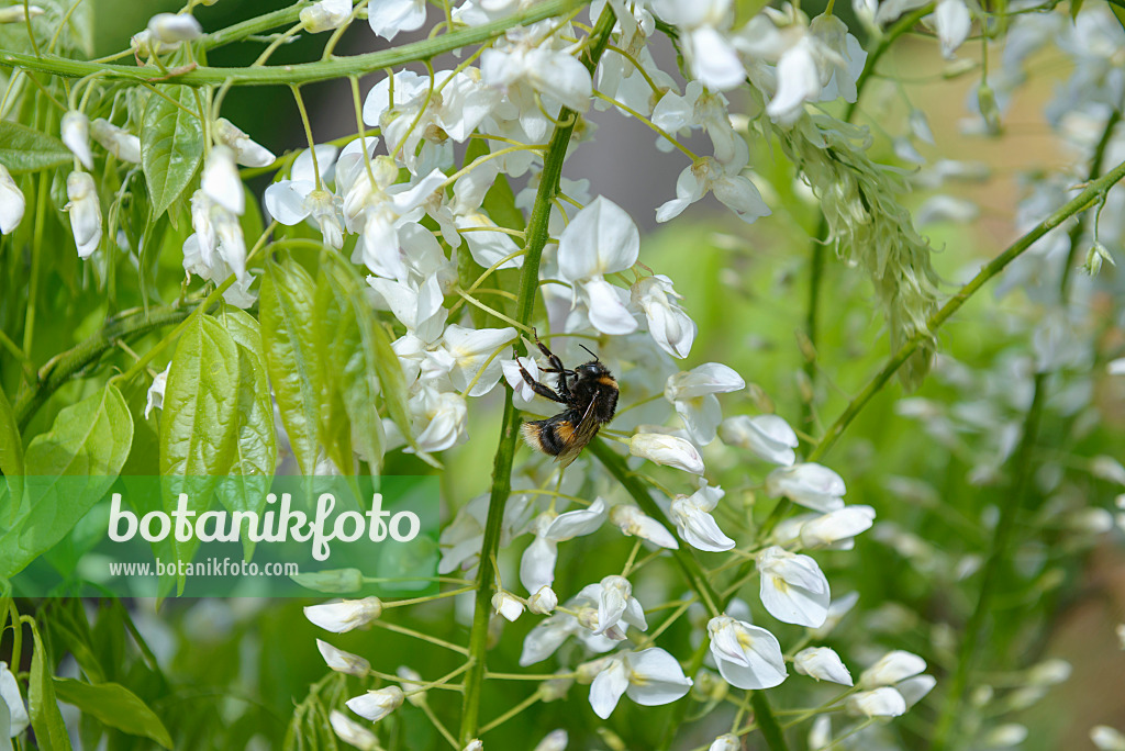 535438 - Japanese wisteria (Wisteria floribunda 'Shiro Noda') and bumble bee (Bombus)