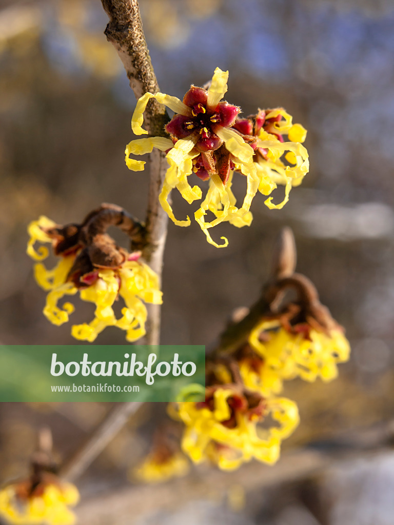 435022 - Japanese witch hazel (Hamamelis japonica)