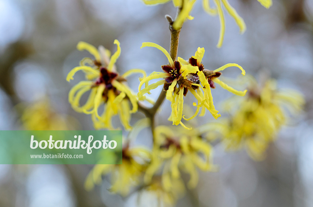 492044 - Japanese witch hazel (Hamamelis japonica)