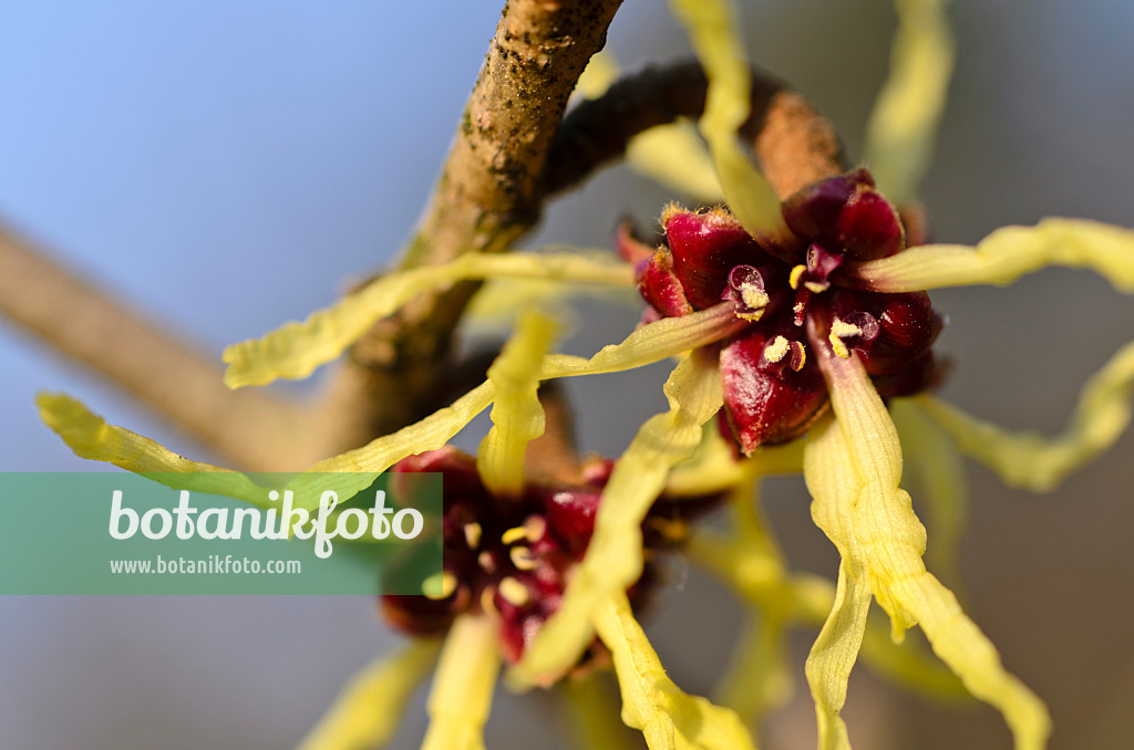 494003 - Japanese witch hazel (Hamamelis japonica)