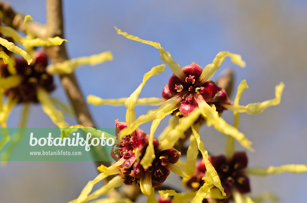 494005 - Japanese witch hazel (Hamamelis japonica)