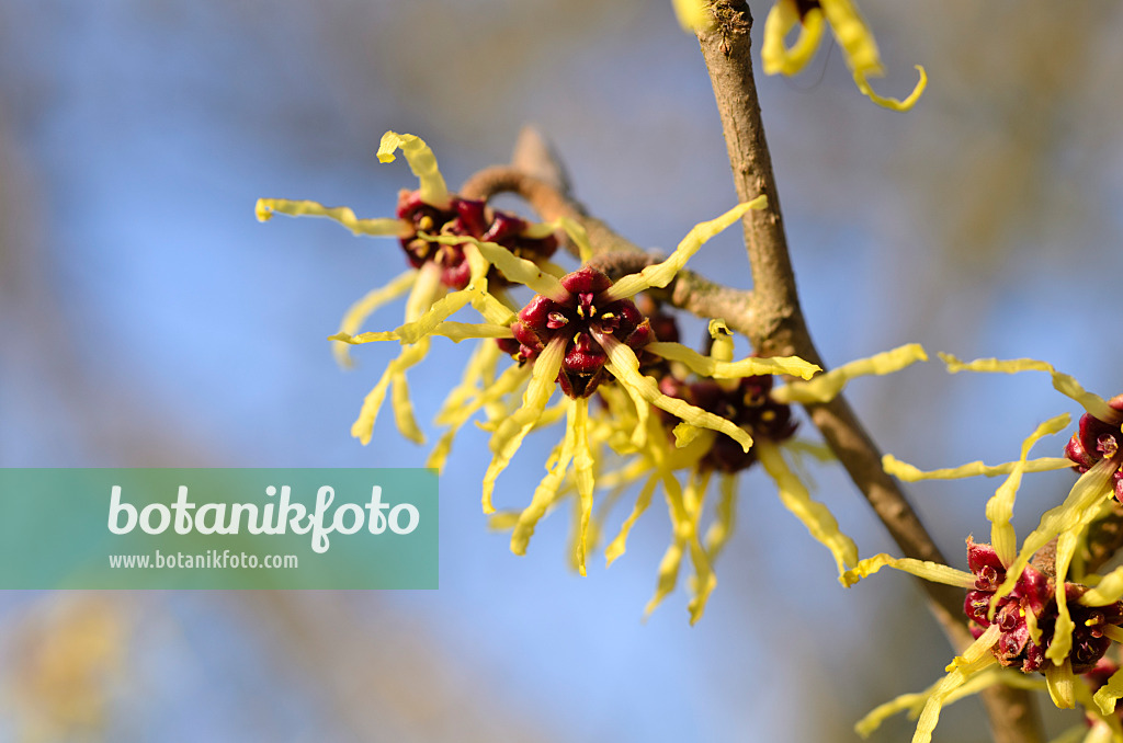 494006 - Japanese witch hazel (Hamamelis japonica)