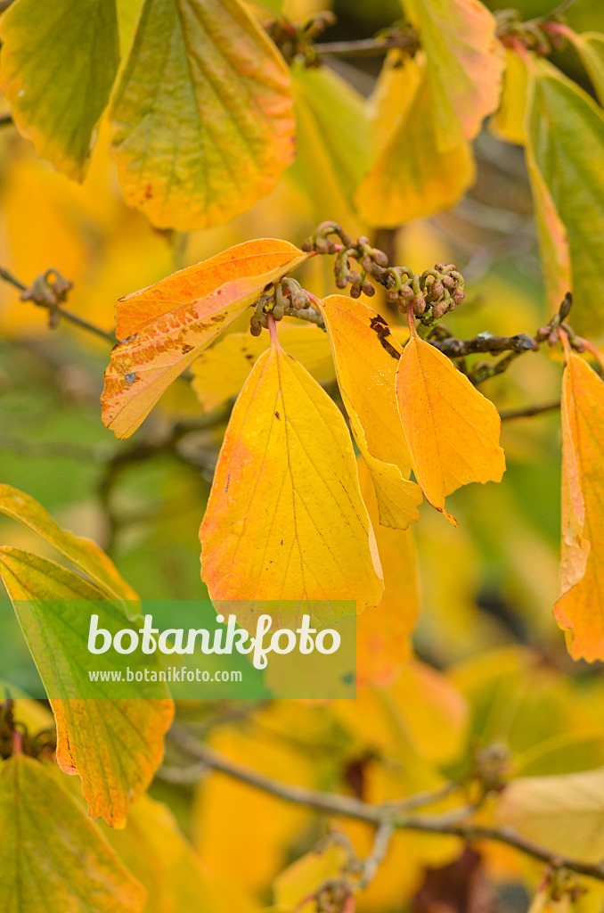 549117 - Japanese witch hazel (Hamamelis japonica)