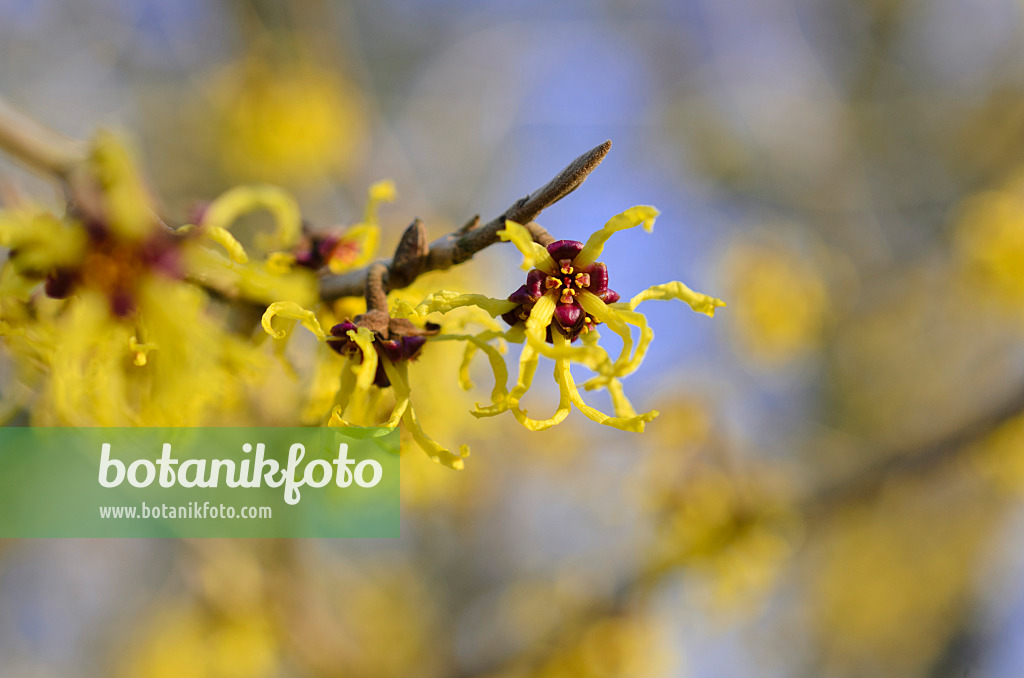 518087 - Japanese witch hazel (Hamamelis japonica 'Arborea')