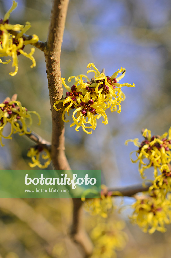 518089 - Japanese witch hazel (Hamamelis japonica 'Arborea')