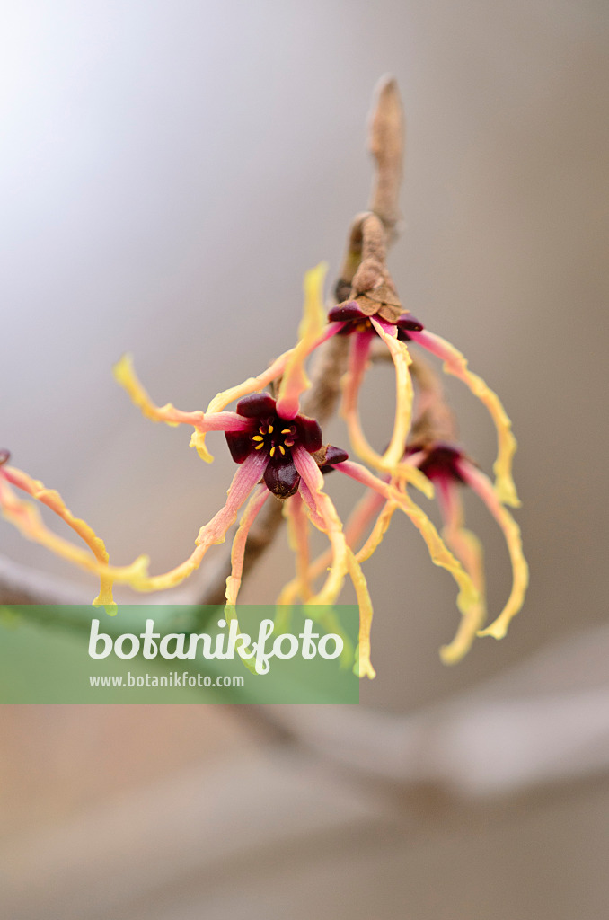 529140 - Japanese witch hazel (Hamamelis japonica 'Flavo-Purpurascens')