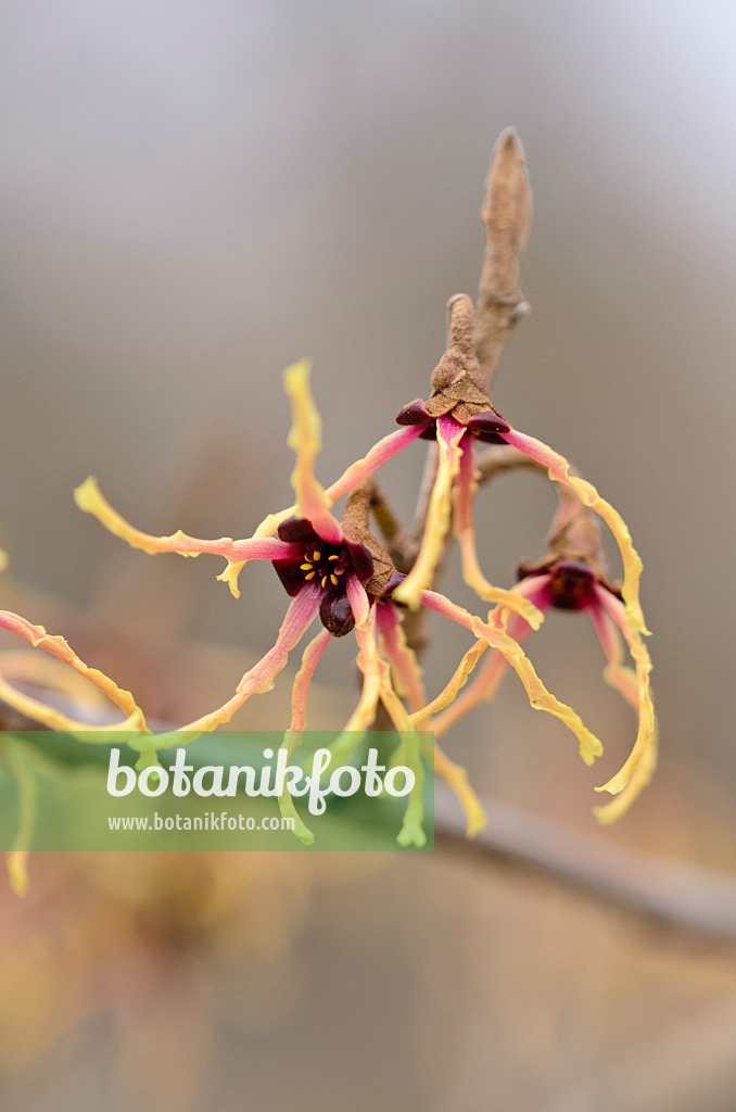 529141 - Japanese witch hazel (Hamamelis japonica 'Flavo-Purpurascens')